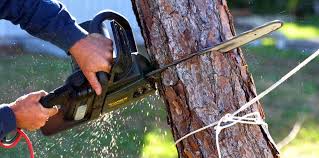 Best Tree Risk Assessment  in Belmar, NJ