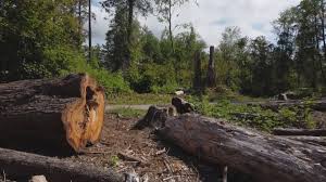 Best Tree Removal  in Belmar, NJ
