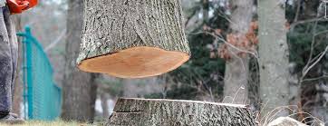 Belmar, NJ Tree Removal Company