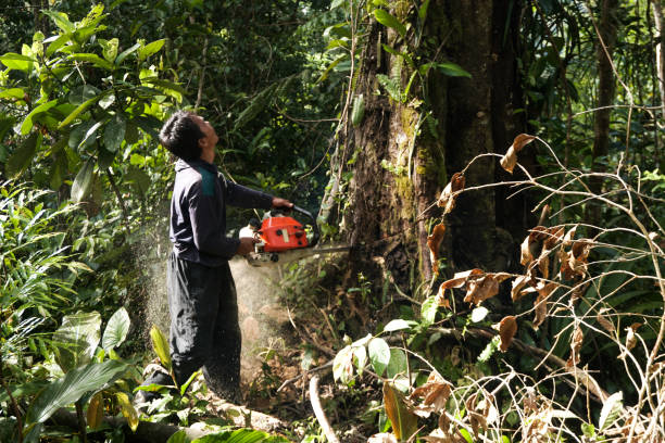 Best Commercial Tree Services  in Belmar, NJ