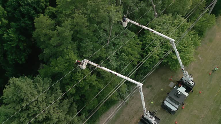 Best Tree Disease Treatment  in Belmar, NJ