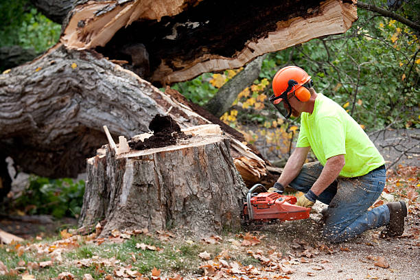 Best Stump Grinding and Removal  in Belmar, NJ