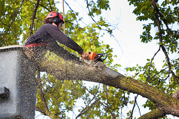 Best Palm Tree Trimming  in Belmar, NJ